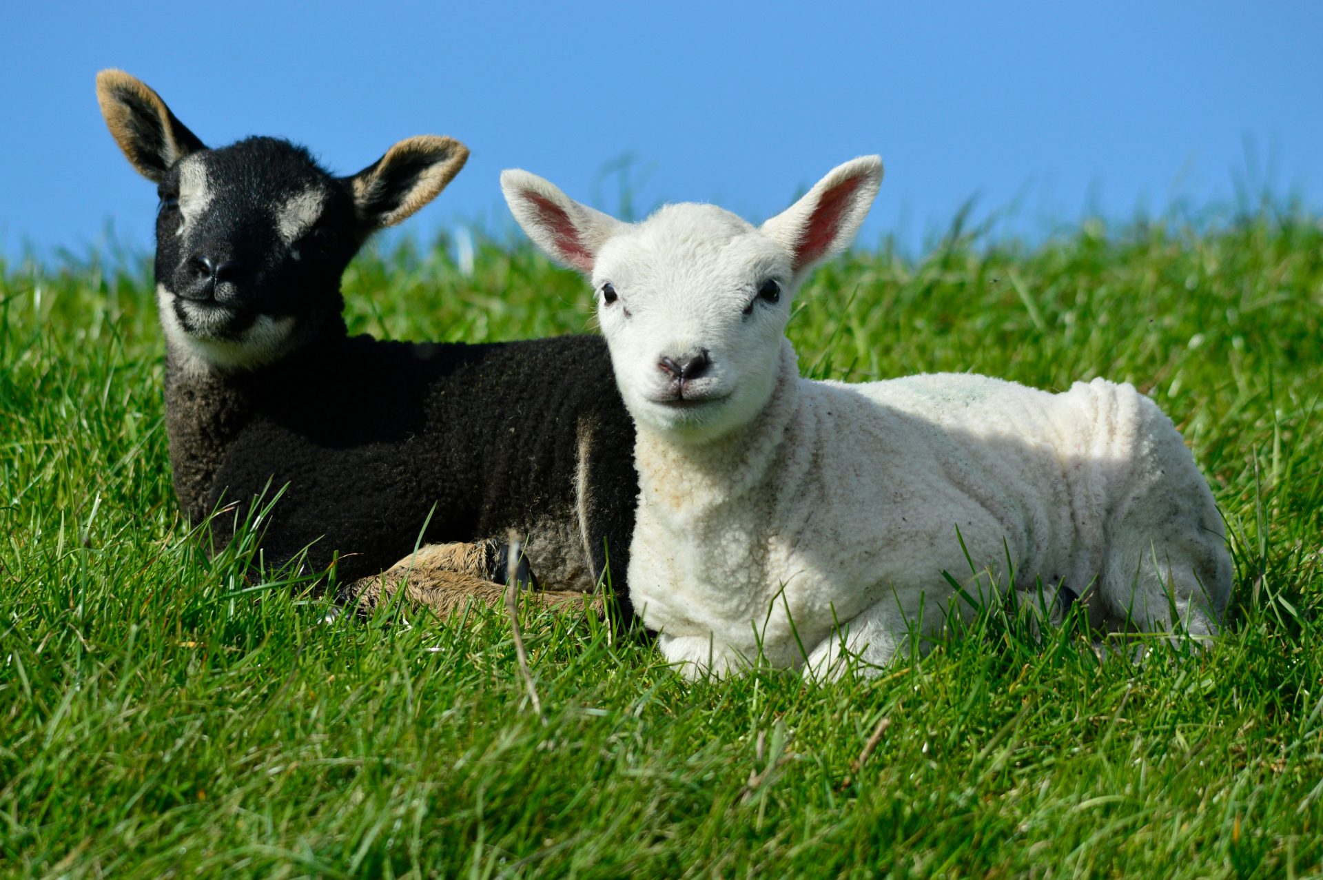 a couple of sheep laying on top of a lush green field